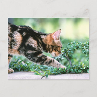 American Shorthair 7 Vykort