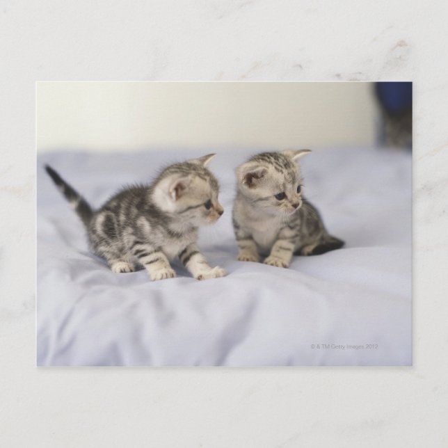 American Shorthair 7 Vykort (Framsida)