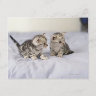 American Shorthair 7 Vykort