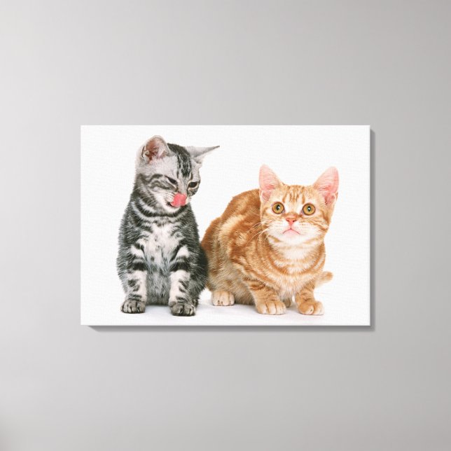 American Shorthair 8 Canvastryck (Framsida)
