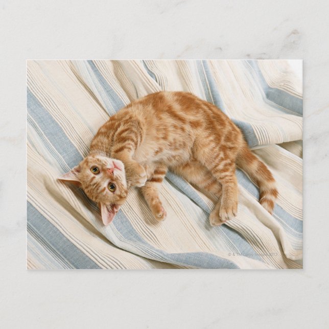 American Shorthair 8 Vykort (Framsida)
