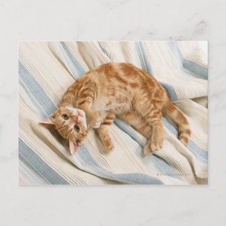 American Shorthair 8 Vykort