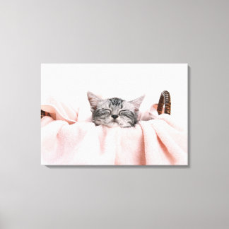 American Shorthair 9 Canvastryck