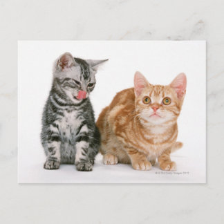 American Shorthair 9 Vykort