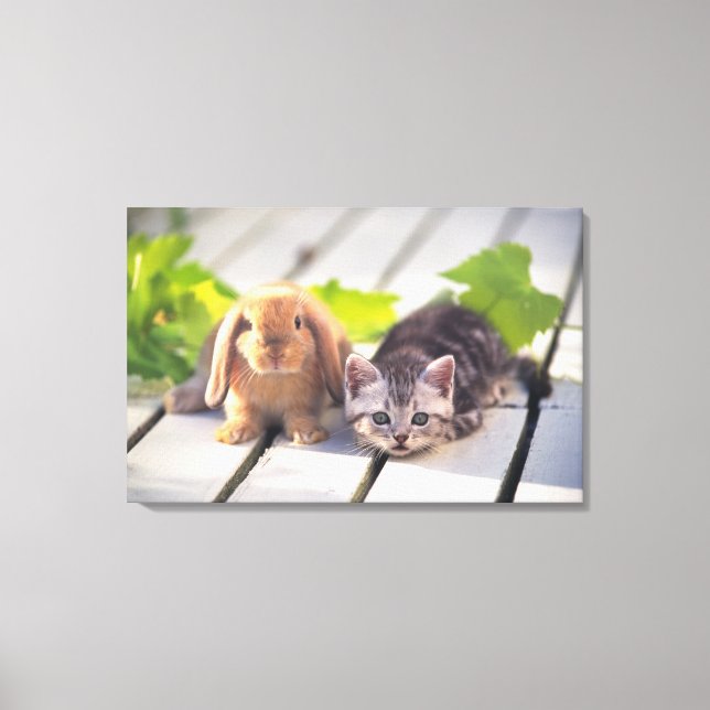 American Shorthair; är den mest populära och mest  Canvastryck (Framsida)