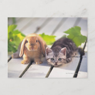 American Shorthair; är den mest populära och mest  Vykort