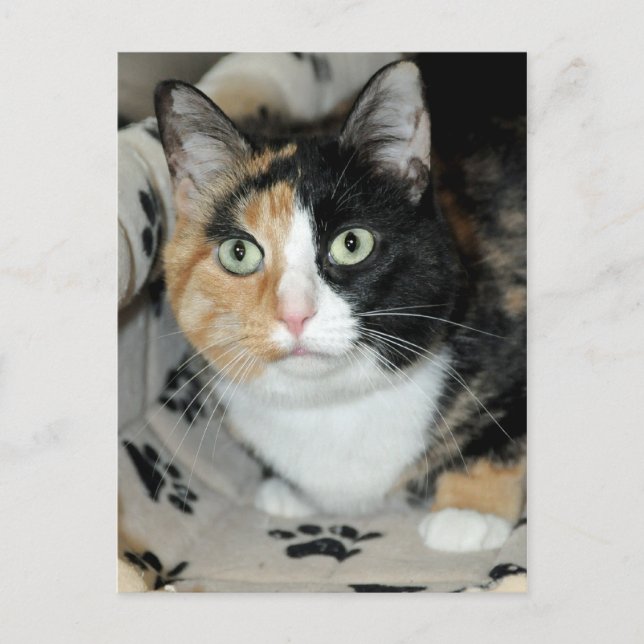 American Shorthair Calico Shelter Cat Postcards Vykort (Framsida)