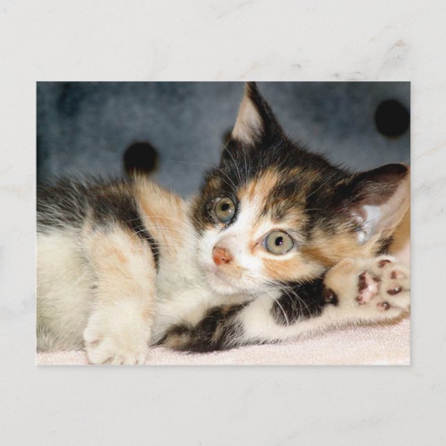 American Shorthair Calico Shelter Kitten Postcards Vykort (Framsida)