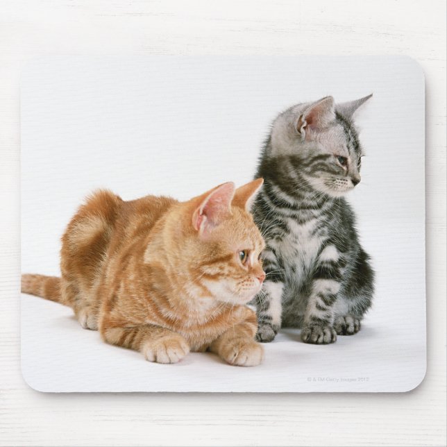 American Shorthair Cat 2 Musmatta (Framsidan)