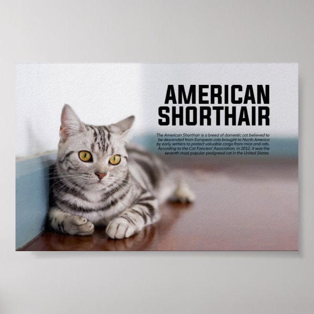 American Shorthair Cat Breed Poster (Framsidan)