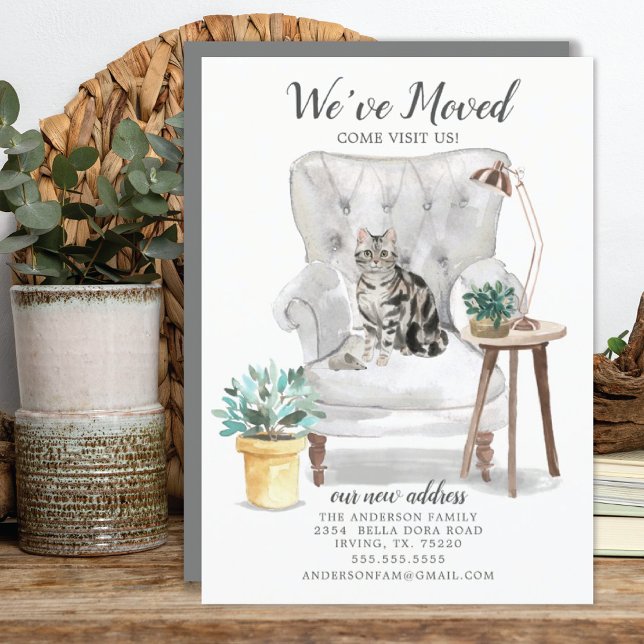 American Shorthair Cat Flytta Announcement Meddelande (Skapare uppladdad)
