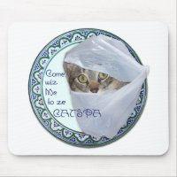 American Shorthair - Katt Spa, Ja!