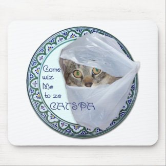 American Shorthair - Katt Spa, Ja! Musmatta