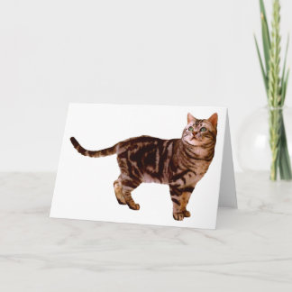 American Shorthair Kort
