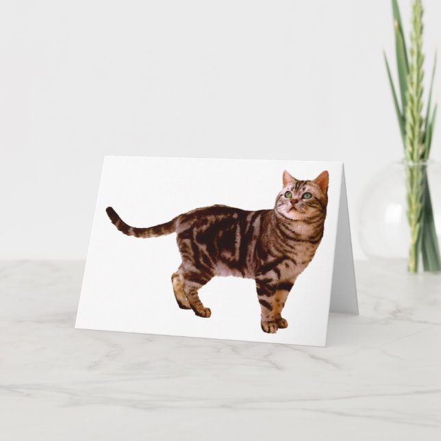 American Shorthair Kort (Framsida)