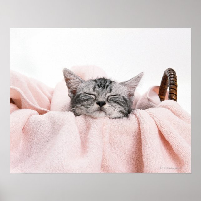 American Shorthair Sleeping Poster (Framsidan)