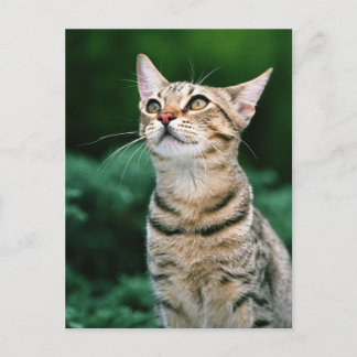 American Shorthair Vykort
