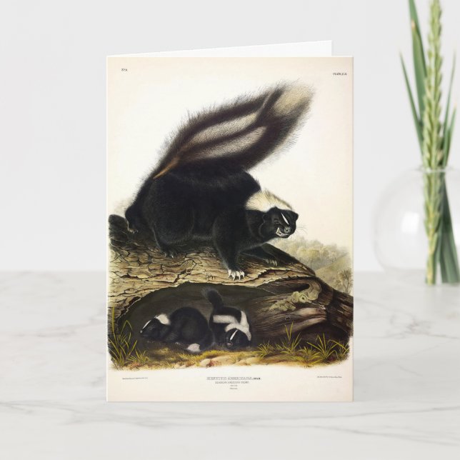 American Skunk eller Stripe Skunk, av Audubon Kort (Framsida)