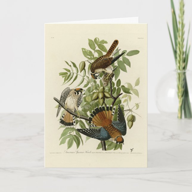 American Sparrow Hawk - Audubon's Birds of America Kort (Framsida)