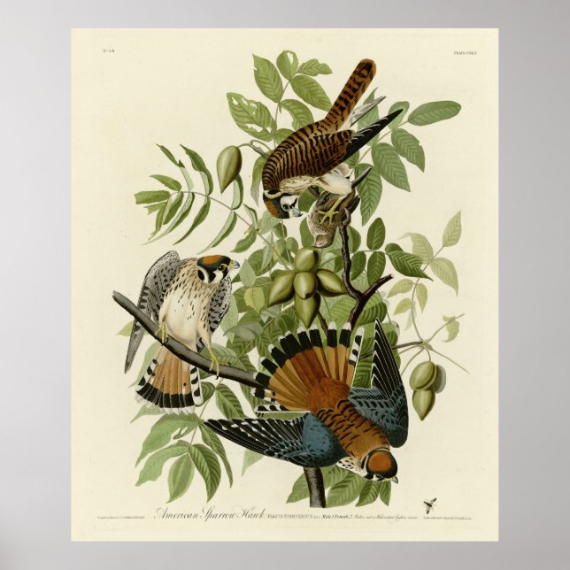 American Sparrow Hawk - Audubon's Birds of America Poster (Framsidan)