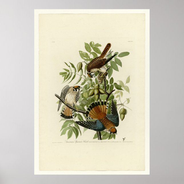 American Sparrow Hawk Poster (Framsidan)