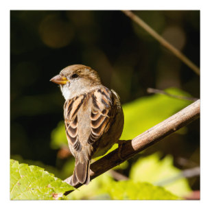 American Sparrow Photography Square Skriv ut Fototryck