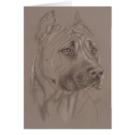 American Stafford Dshire Terrier OBS Kort