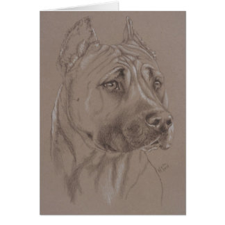 American Stafford Dshire Terrier OBS Kort