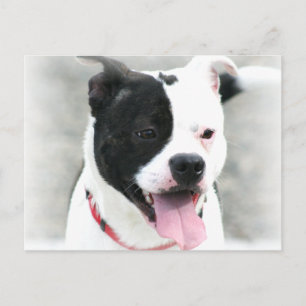 American Stafford Dshire Terrier Vykort