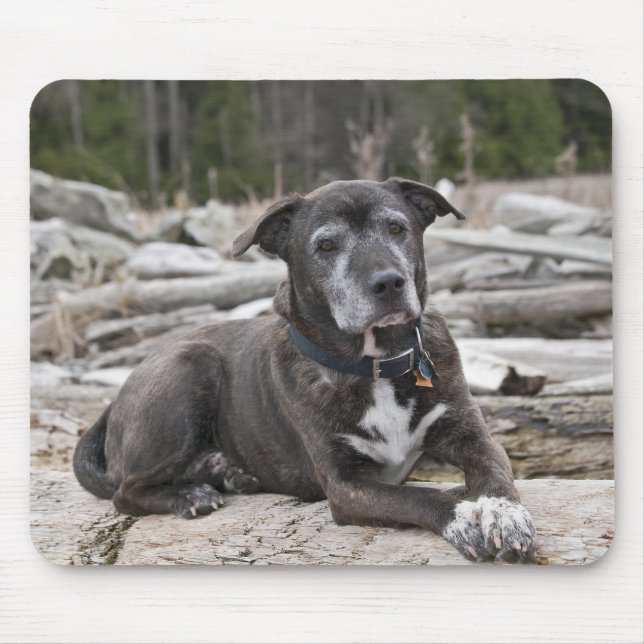 American Stafford Terrier - Mousepad Musmatta (Framsidan)
