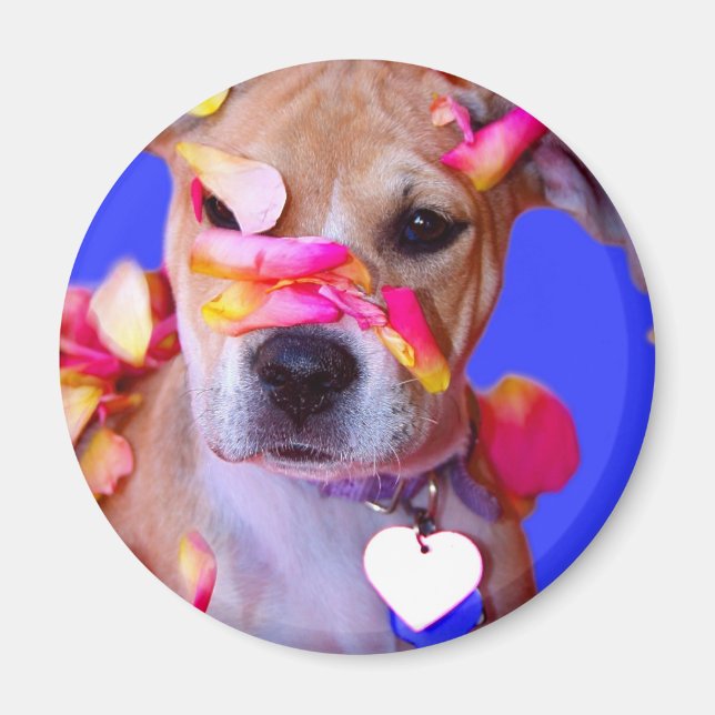 American Staffordshire Terrier Boxer Mix Puppy Hun Magnet (Framsidan)