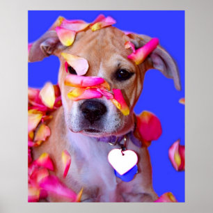 American Staffordshire Terrier Boxer Mix Puppy Hun Poster