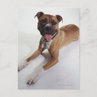 American Staffordshire Terrier liggande, Vykort