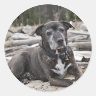 American StaffordTerrier - Sticker Runt Klistermärke