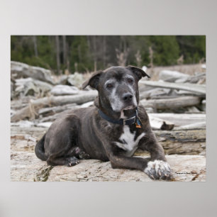 American StaffordTerrier - Utskrift av konst Poster