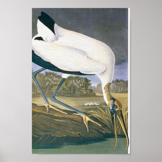 American Stork by John James Audubon Poster (Framsidan)