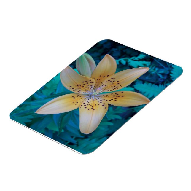 American Tiger Lily Magnet (Vänstra Sidan)