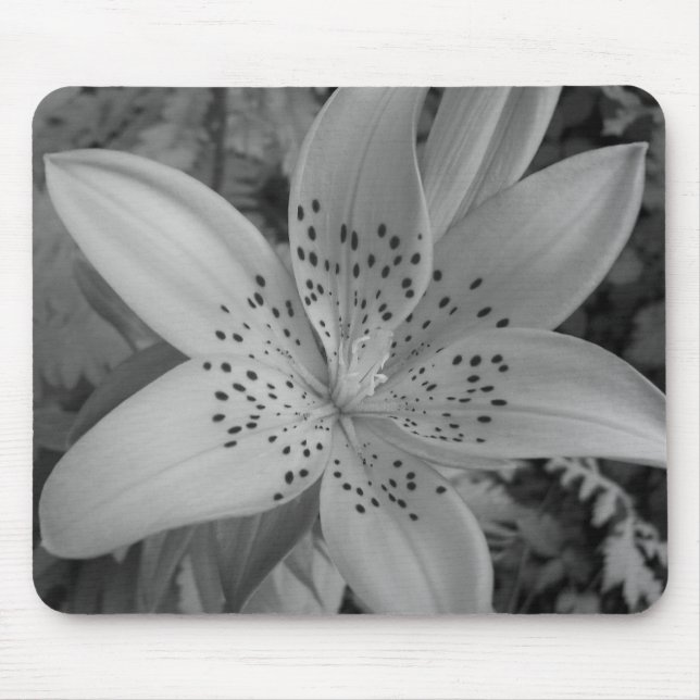 American Tiger Lily Musmatta (Framsidan)