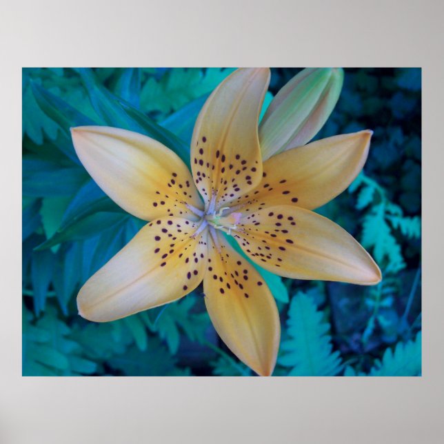 American Tiger Lily Poster (Framsidan)