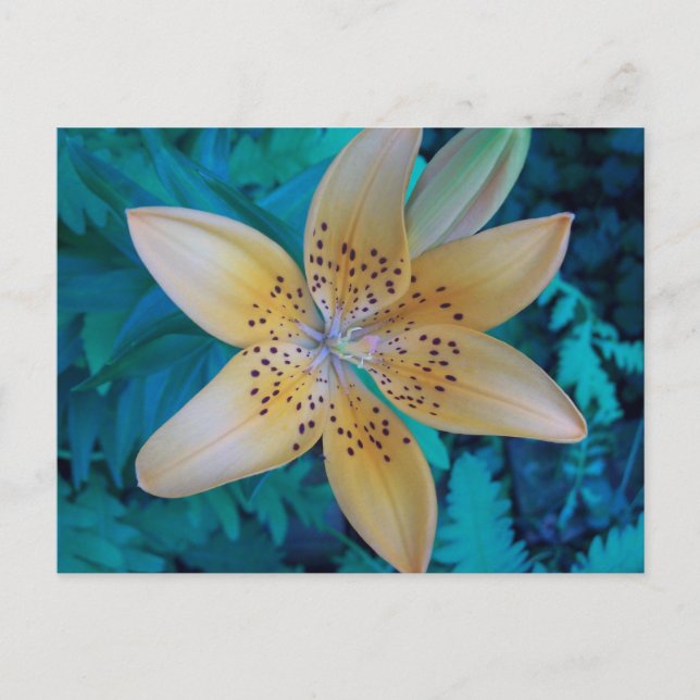 American Tiger Lily Vykort (Framsida)