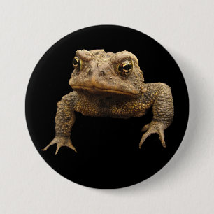 American Toad Knapp