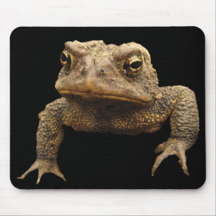 American Toad Musmatta