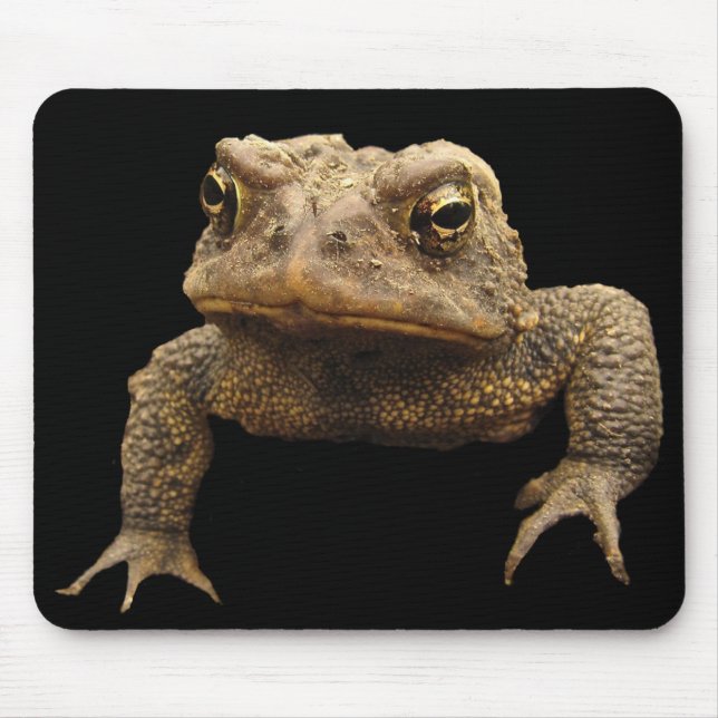 American Toad Musmatta (Framsidan)