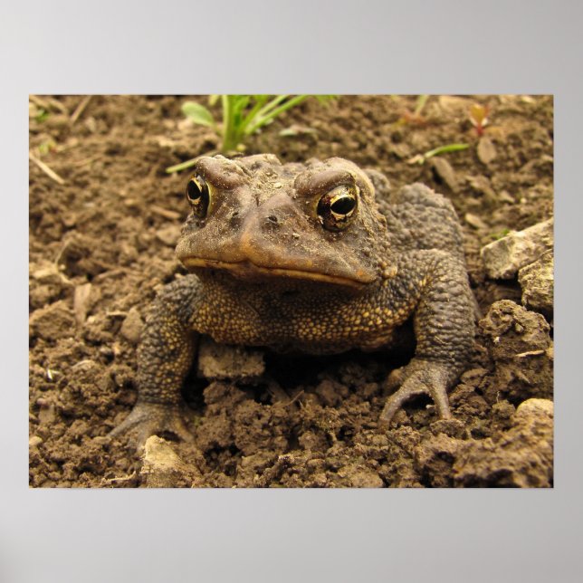 American Toad Poster (Framsidan)
