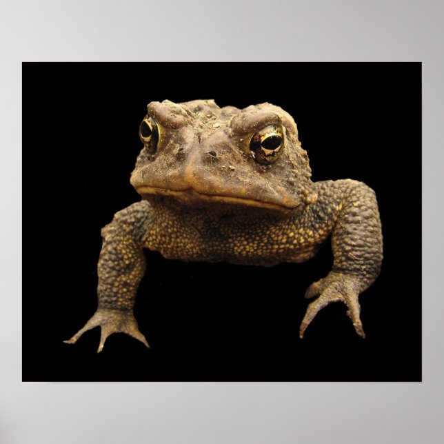 American Toad Poster (Framsidan)
