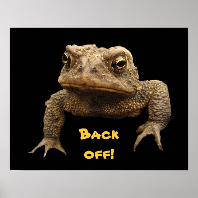 American Toad Poster (Framsidan)