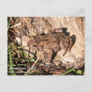 American Toad Vykort