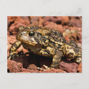 American Toad Vykort
