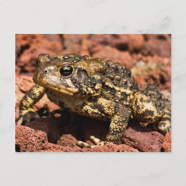 American Toad Vykort (Framsida)