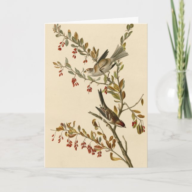 American Träd Sparrow, Audubon's Birds of America Kort (Framsida)